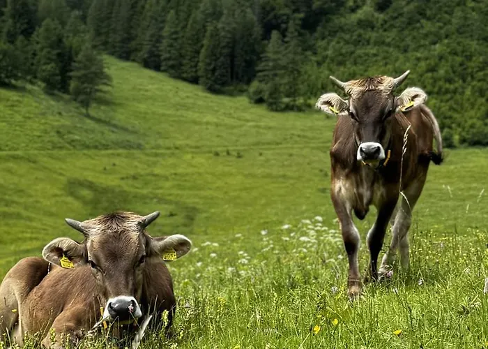 House Of Barango Apartment