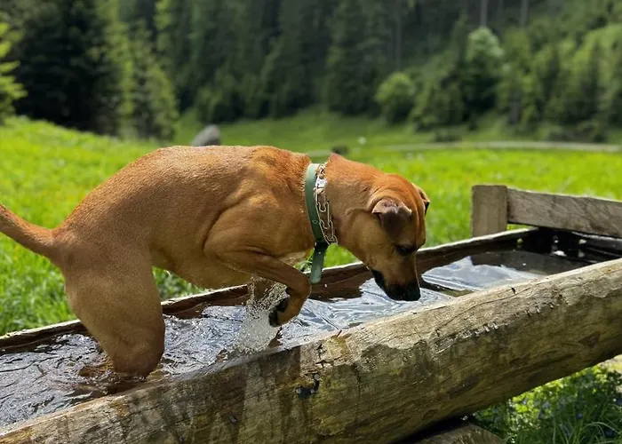 House Of Barango Apartment Prabichl