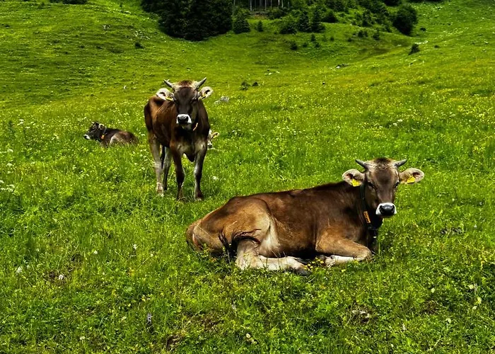 Apartament House Of Barango