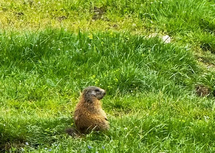 House Of Barango * Prabichl